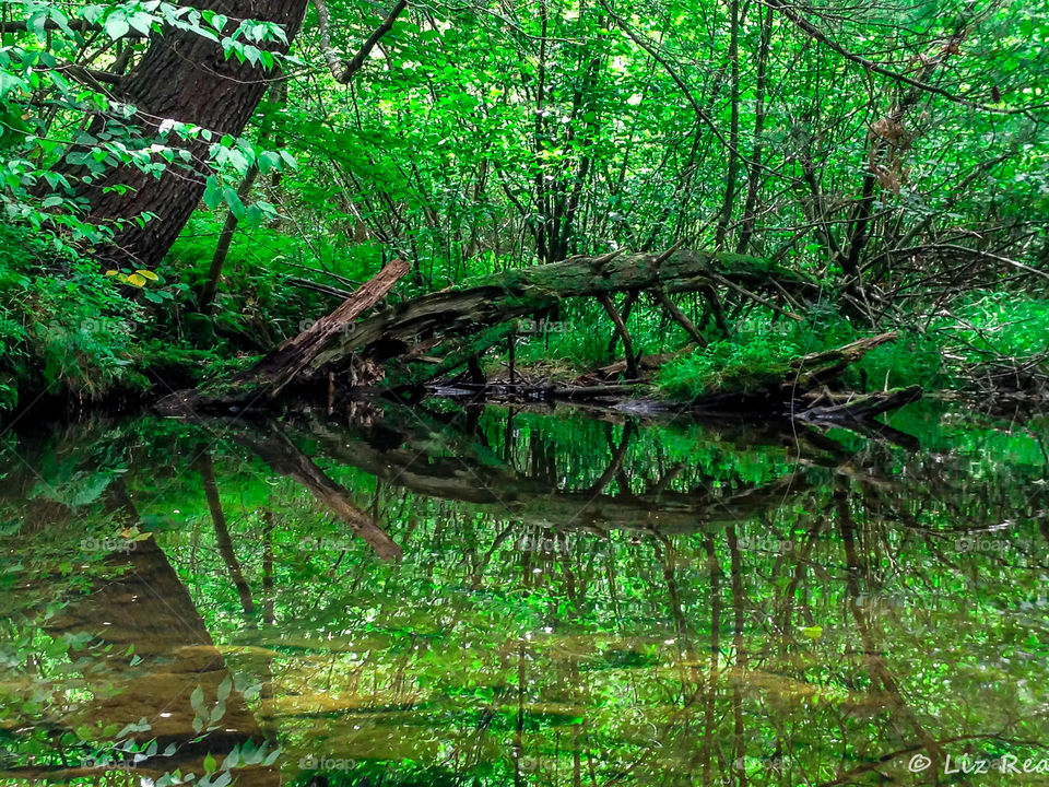 Green reflections 