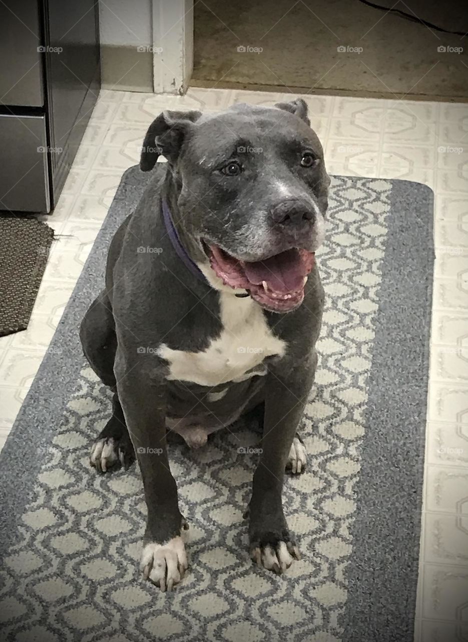 A pitbull named Grayson. He is sitting in the kitchen, waiting to be fed. It is chow time for him.