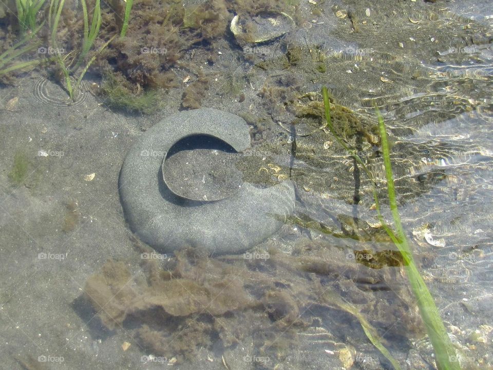 Moon snail ehg capsule