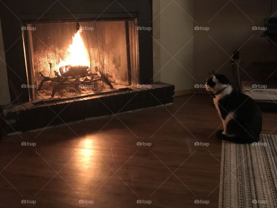 Cat in front of fireplace 