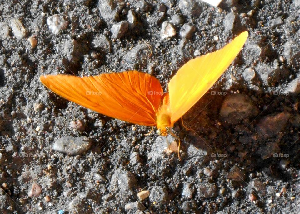 Facing Butterfly
