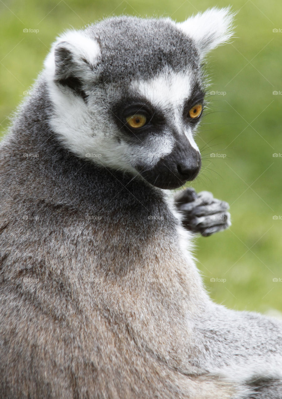 Lemur