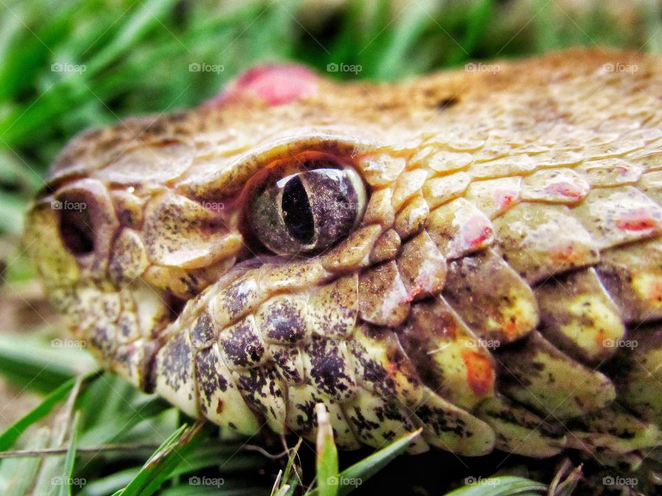 close up head of rattlesnake in grass