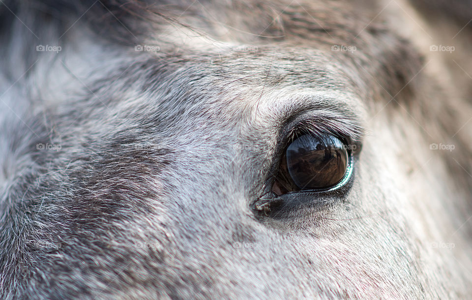 Close up of horse eye