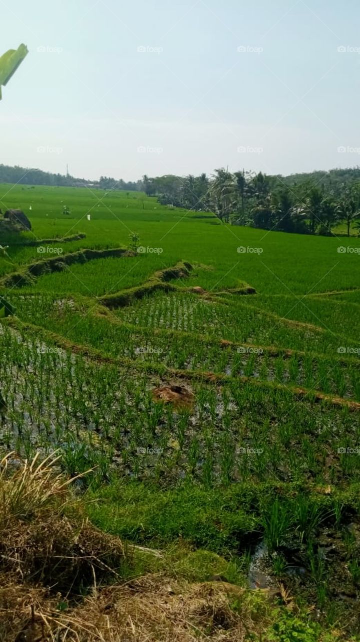 Rice field view