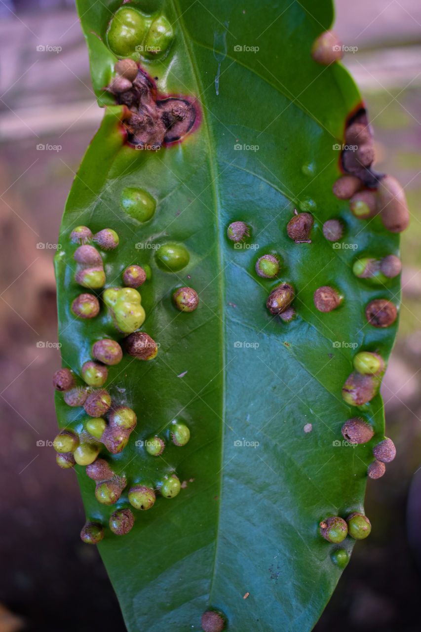 Tekstur of the leaf