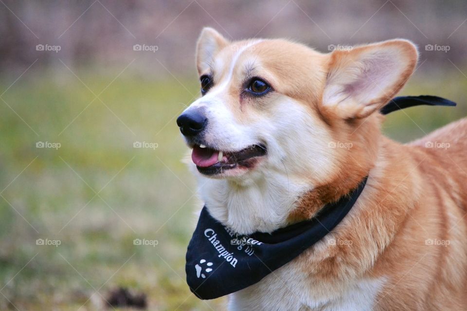 Corgi. Cute welsh corgi pembroke