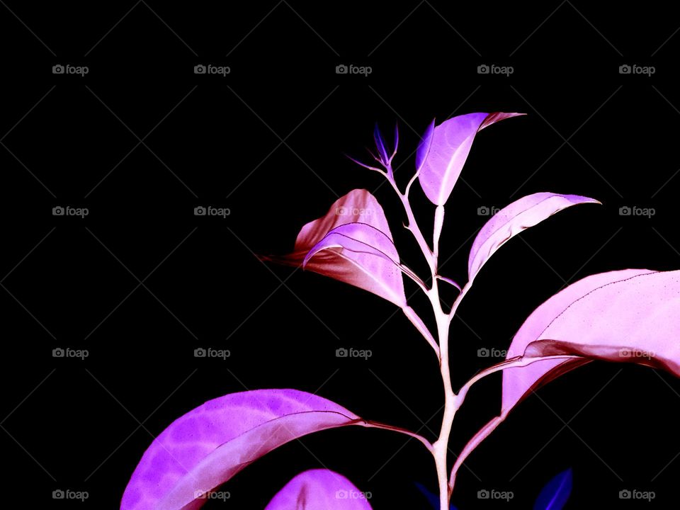 Floral
Abstract
Background