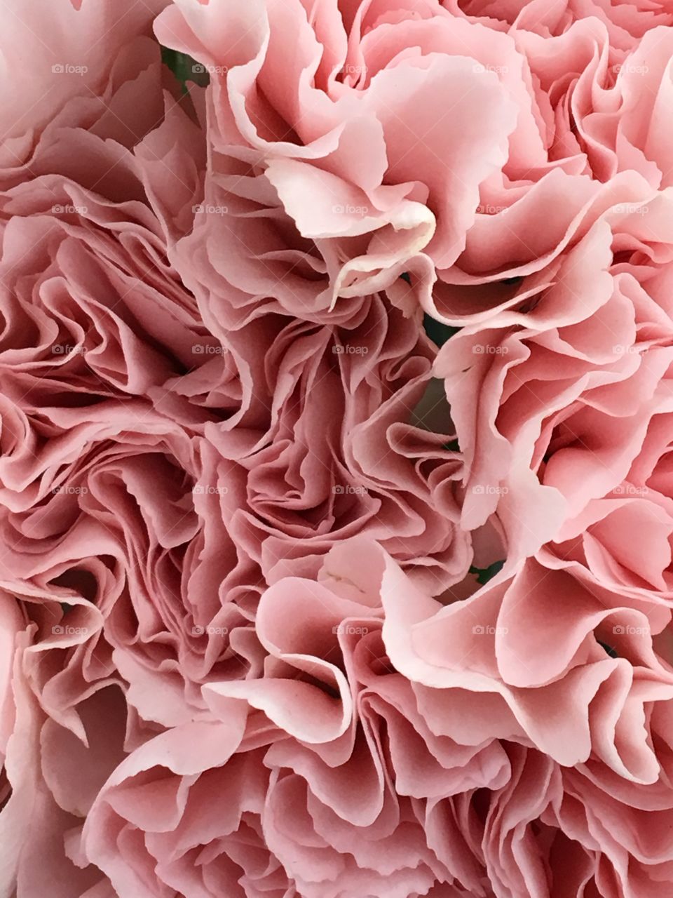 Pink carnation flowers- ruffles 