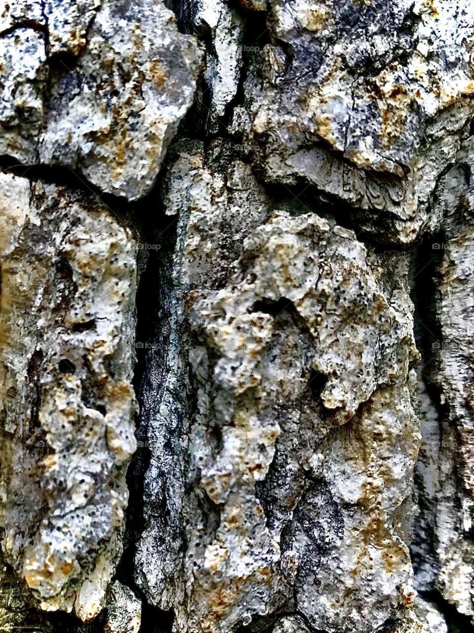 Wonderful colors bark on tree