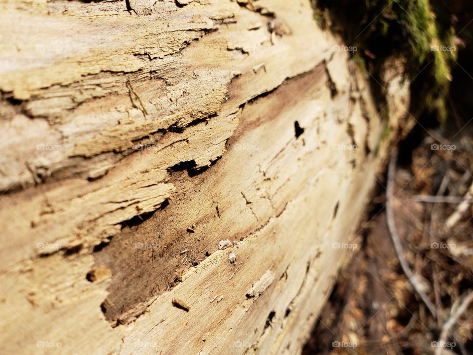 Closeup texture of bark and wood on a large tree in the forest 