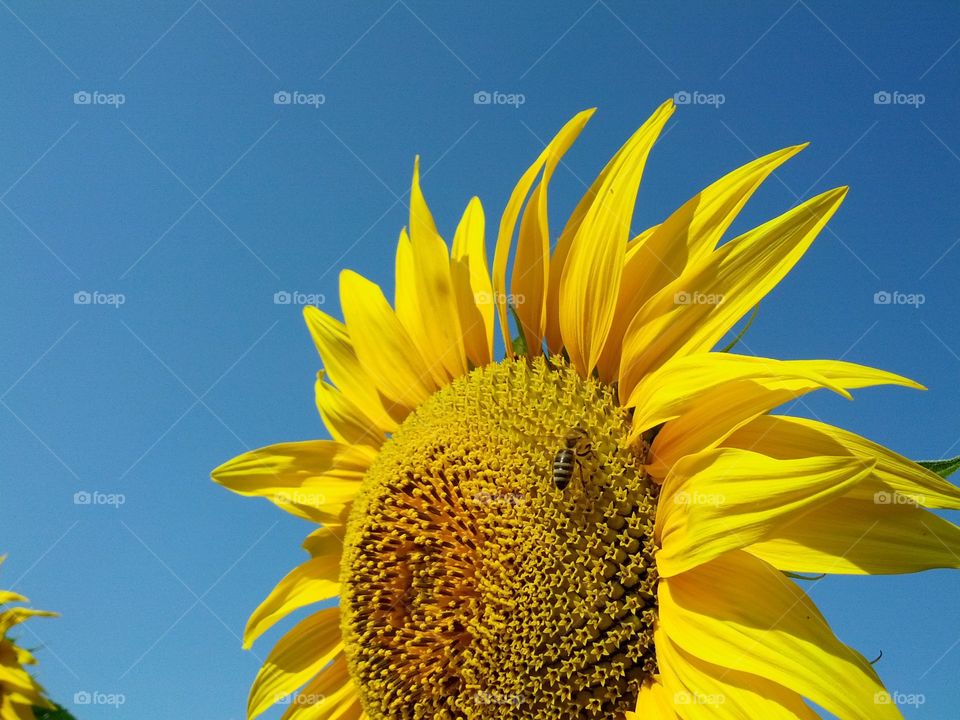 Very Nice Sunflower