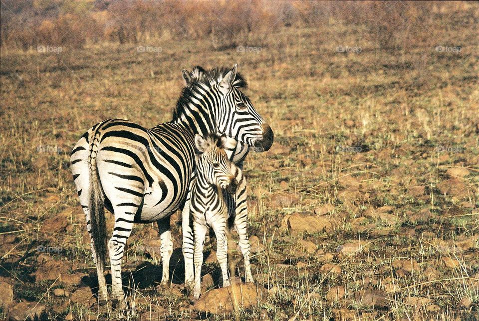 Zebras