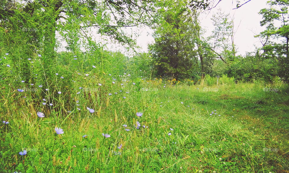 Landscape, Nature, Hayfield, Grass, Summer