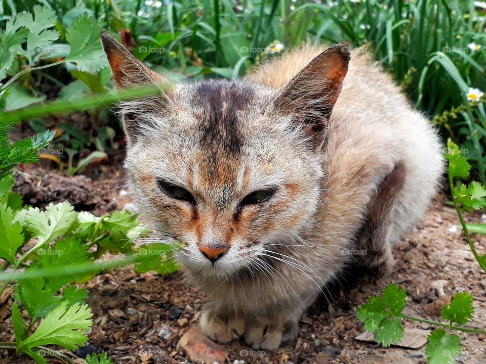 A closeup shot of a cute cat