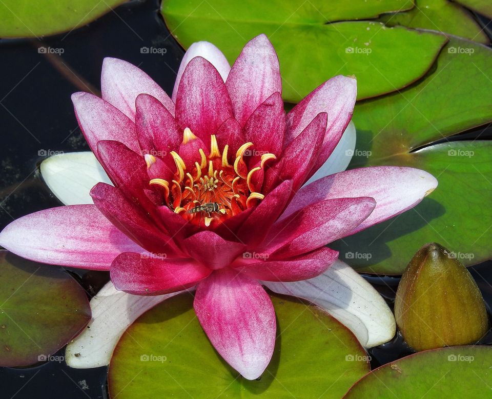 Red waterlilly in water