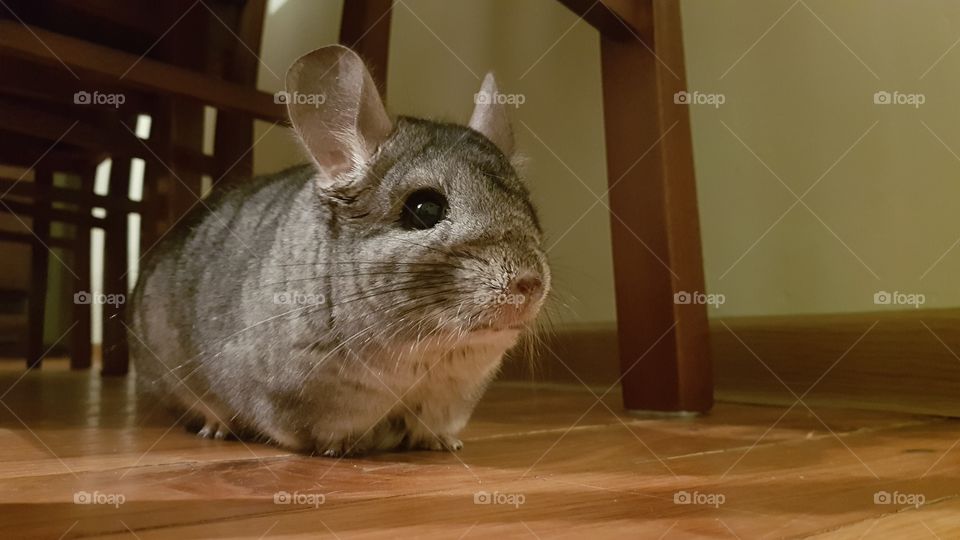 Chinchilla