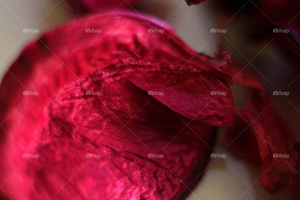 Pink dry petal of a flower, macro