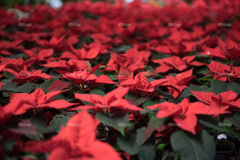 Poinsettia famous plant at christmas time in Europe and north anerica, the plant grows free in Mexico.