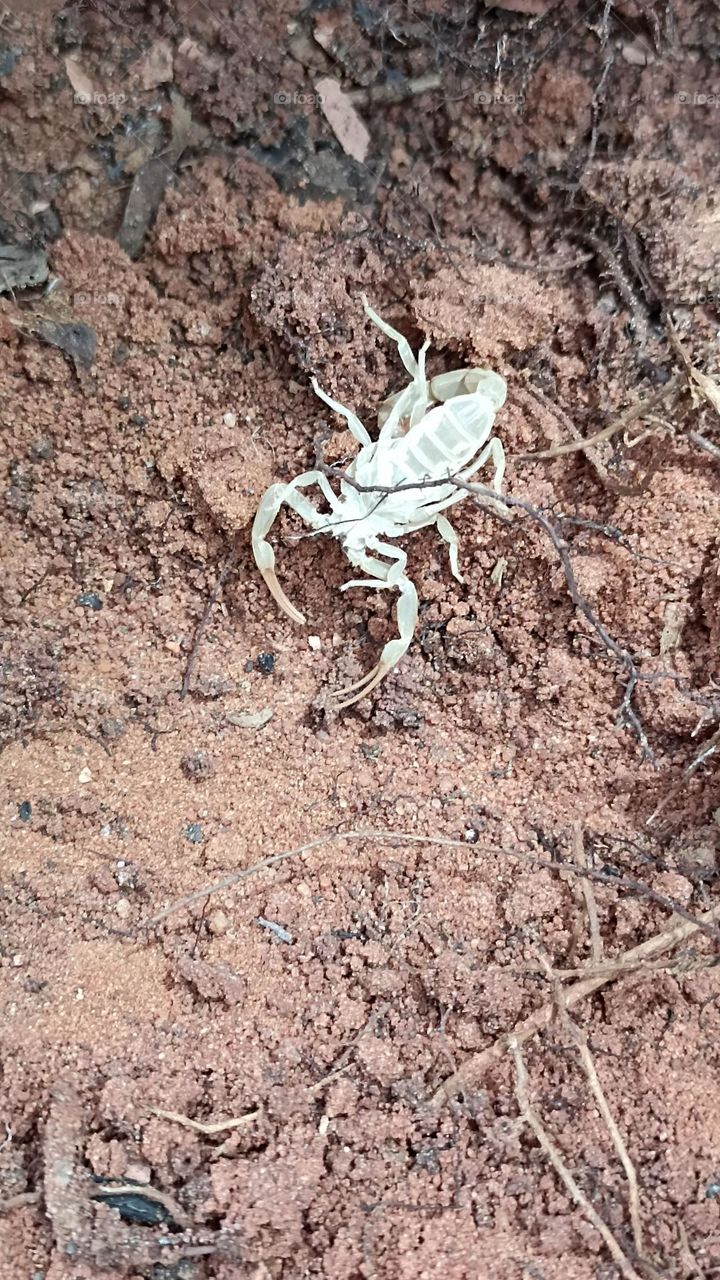 Yellow scorpion carcass. found in terrain