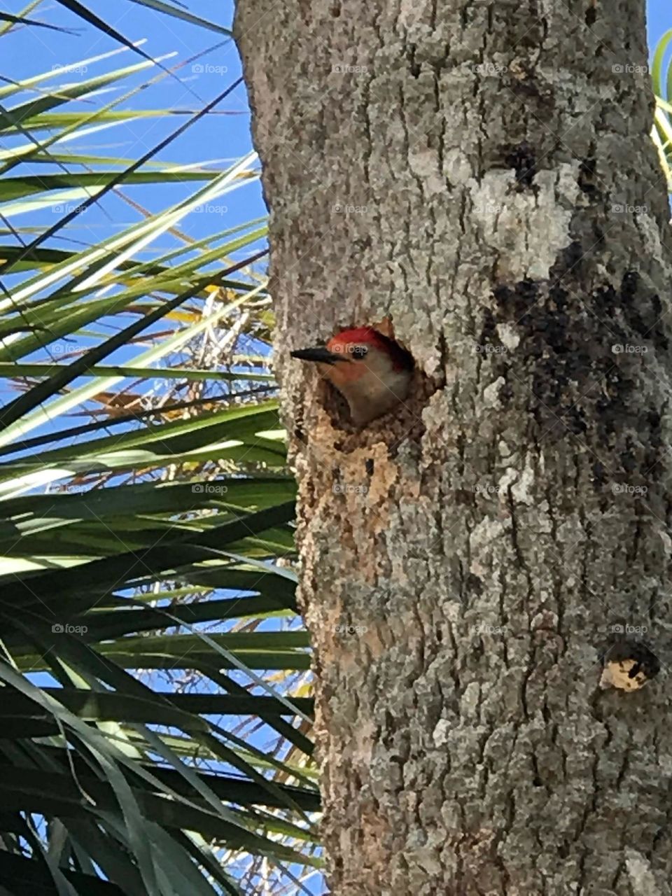 Red-bellied woodpecker popping head out of tree