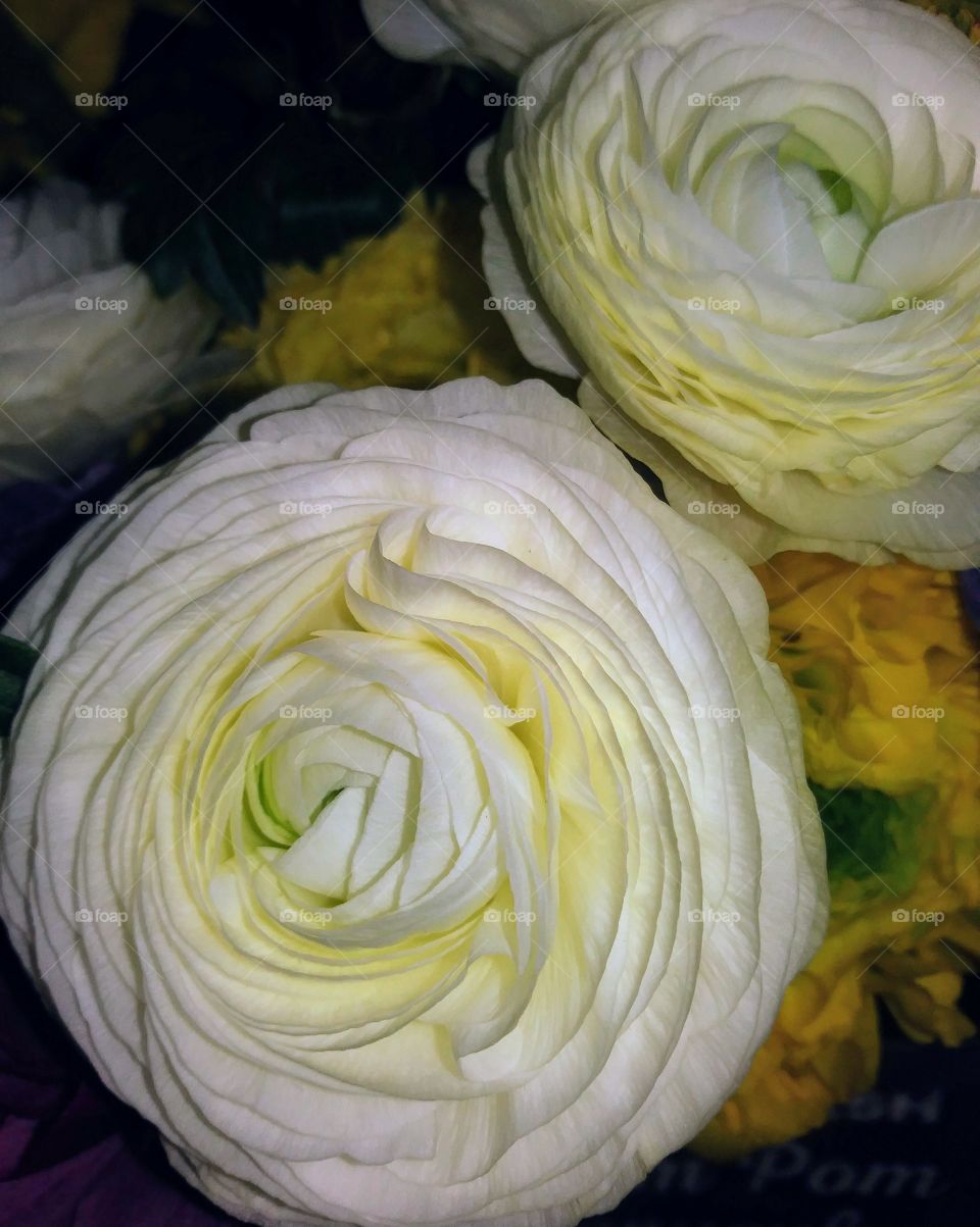 Ranuculus Pompom