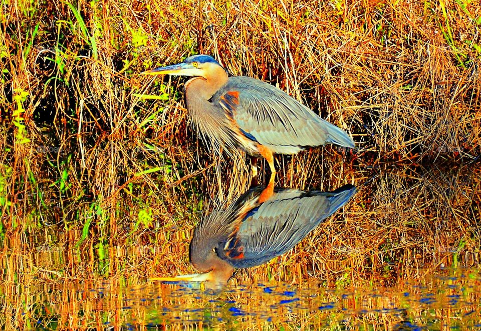 Great Blue 