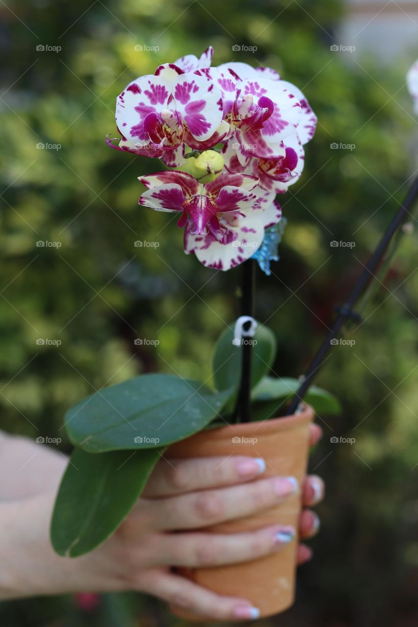 Delicate orchid in terracota base in outdoor garden by woman’s hands 