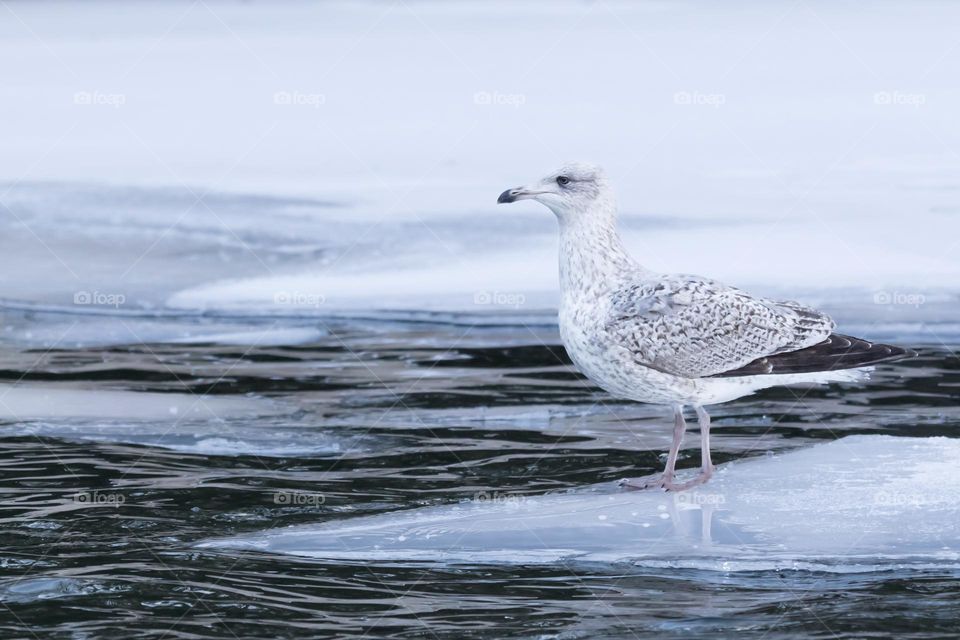 One young seagull bird standing on the ice looking for food in the ocean by snow covered coast on a cold winter day 