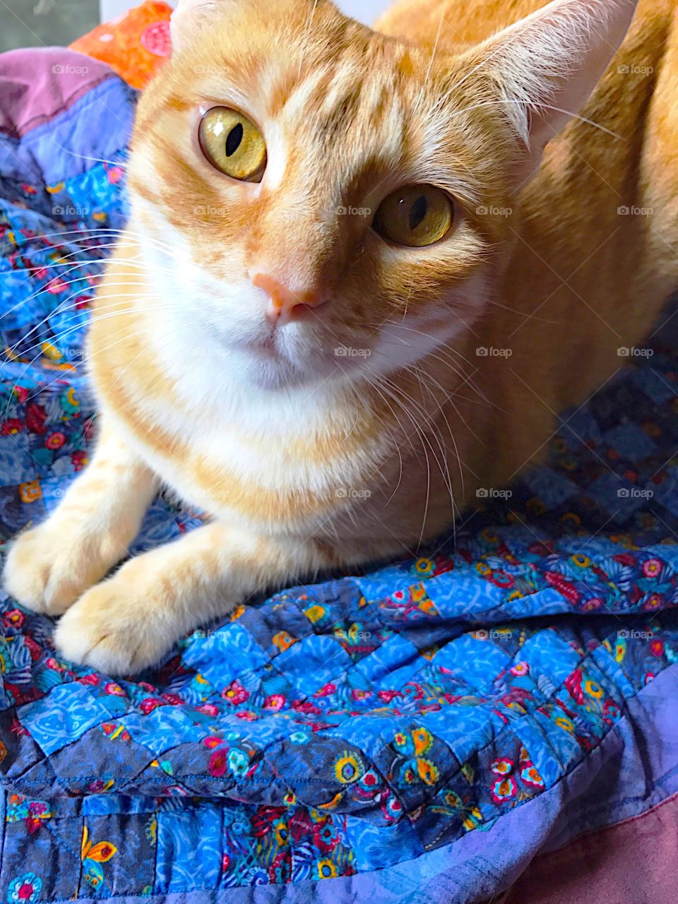 Orange tabby on quilt