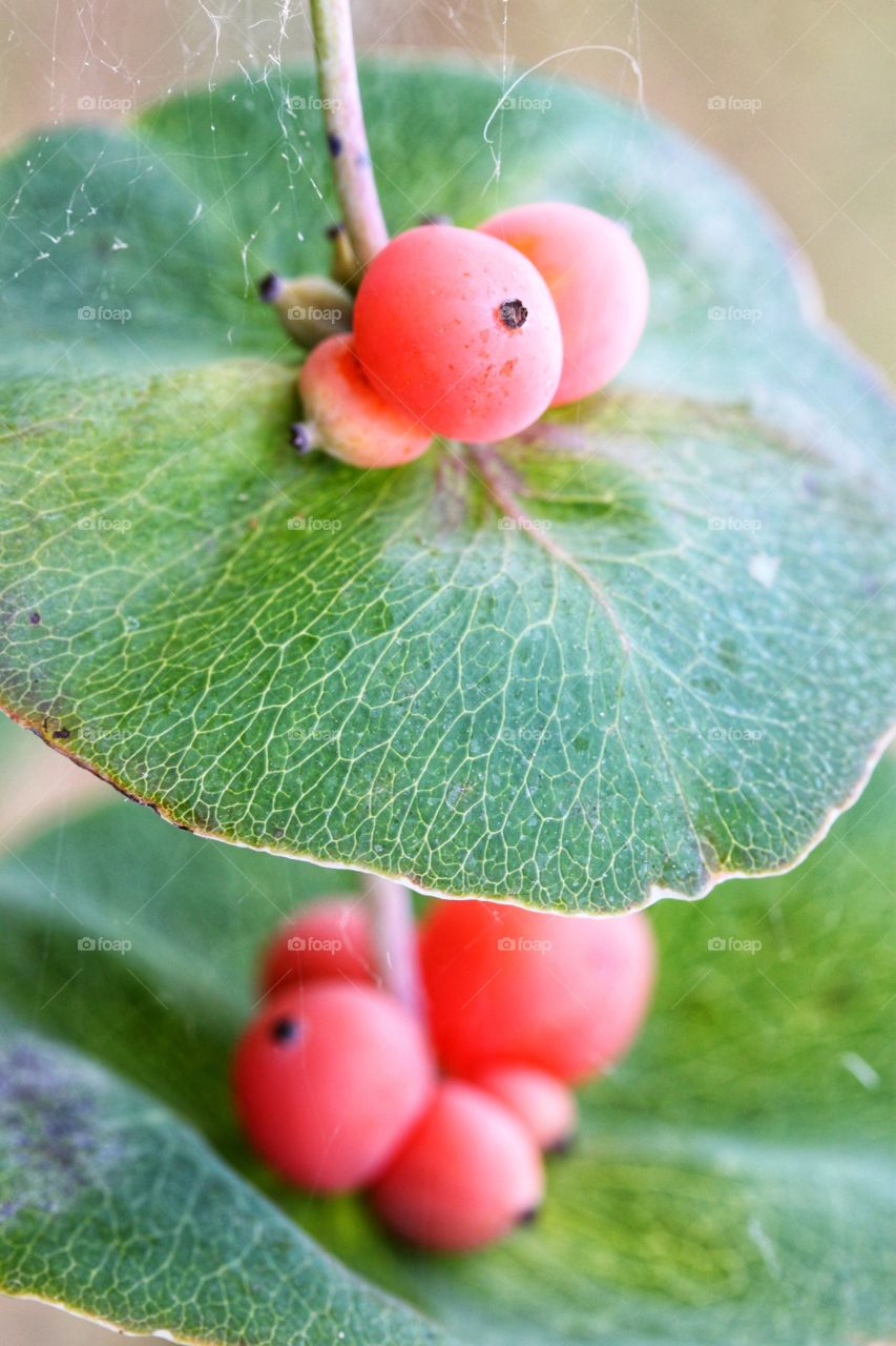 close-up branch with red berries and round veined leaves