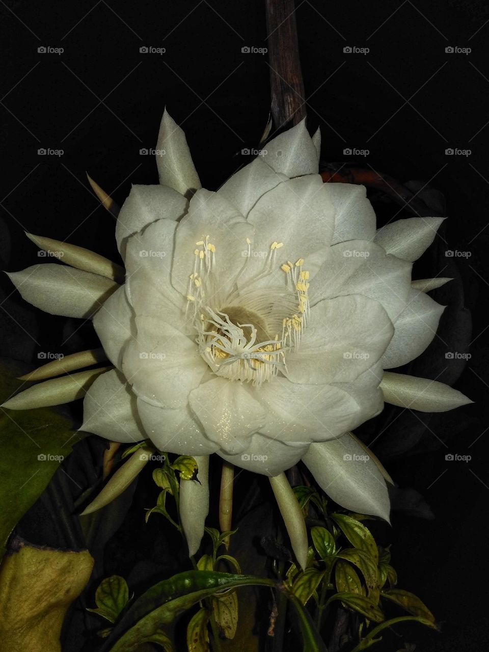 Epiphyllum anguliger, in Indonesia called Wijaya Kusuma, the flowers are big white and bloom only overnight