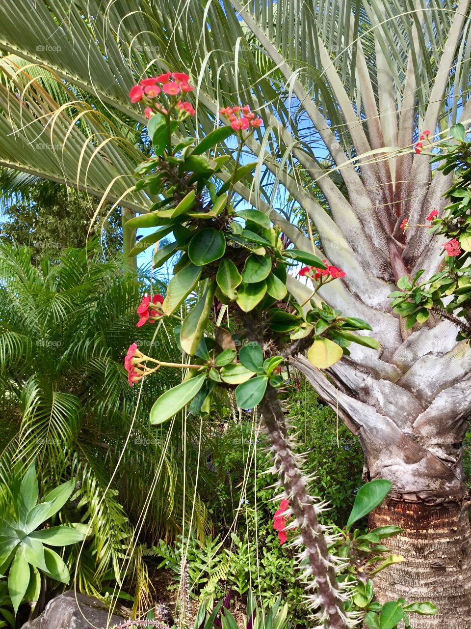 Could it be an ocotillo?