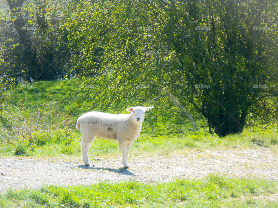 A little lamb in the spring in Wales, UK