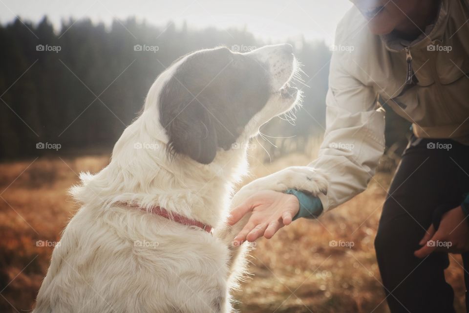 Dog giving a paw 