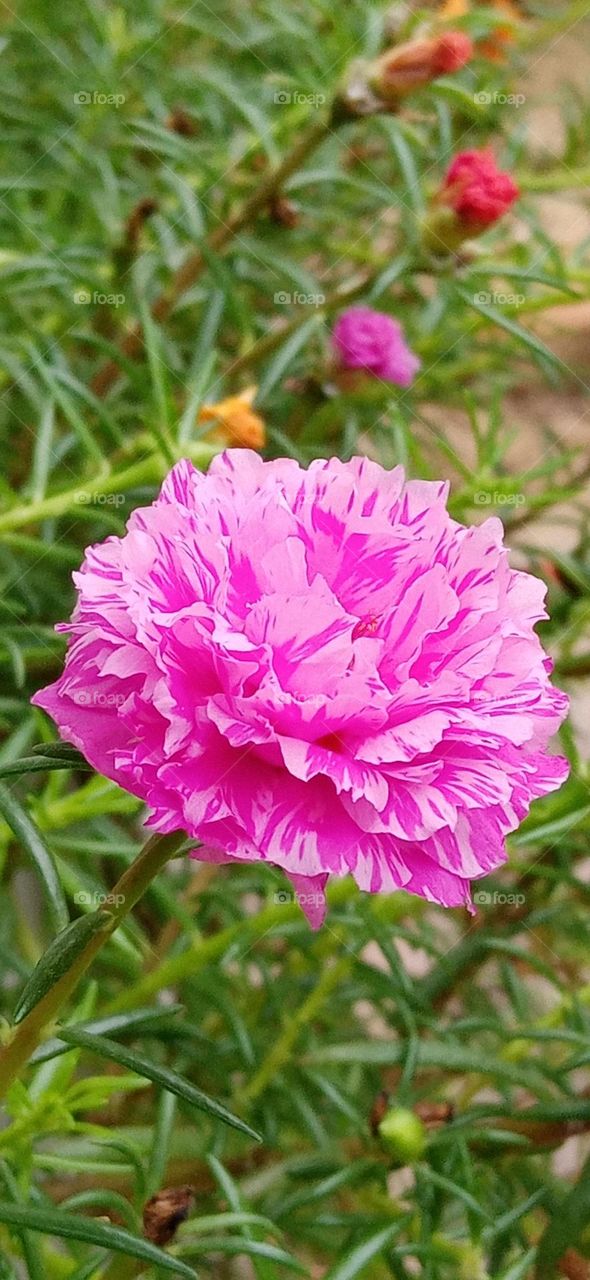 Japanese Rose flower captured in my garden in the morning