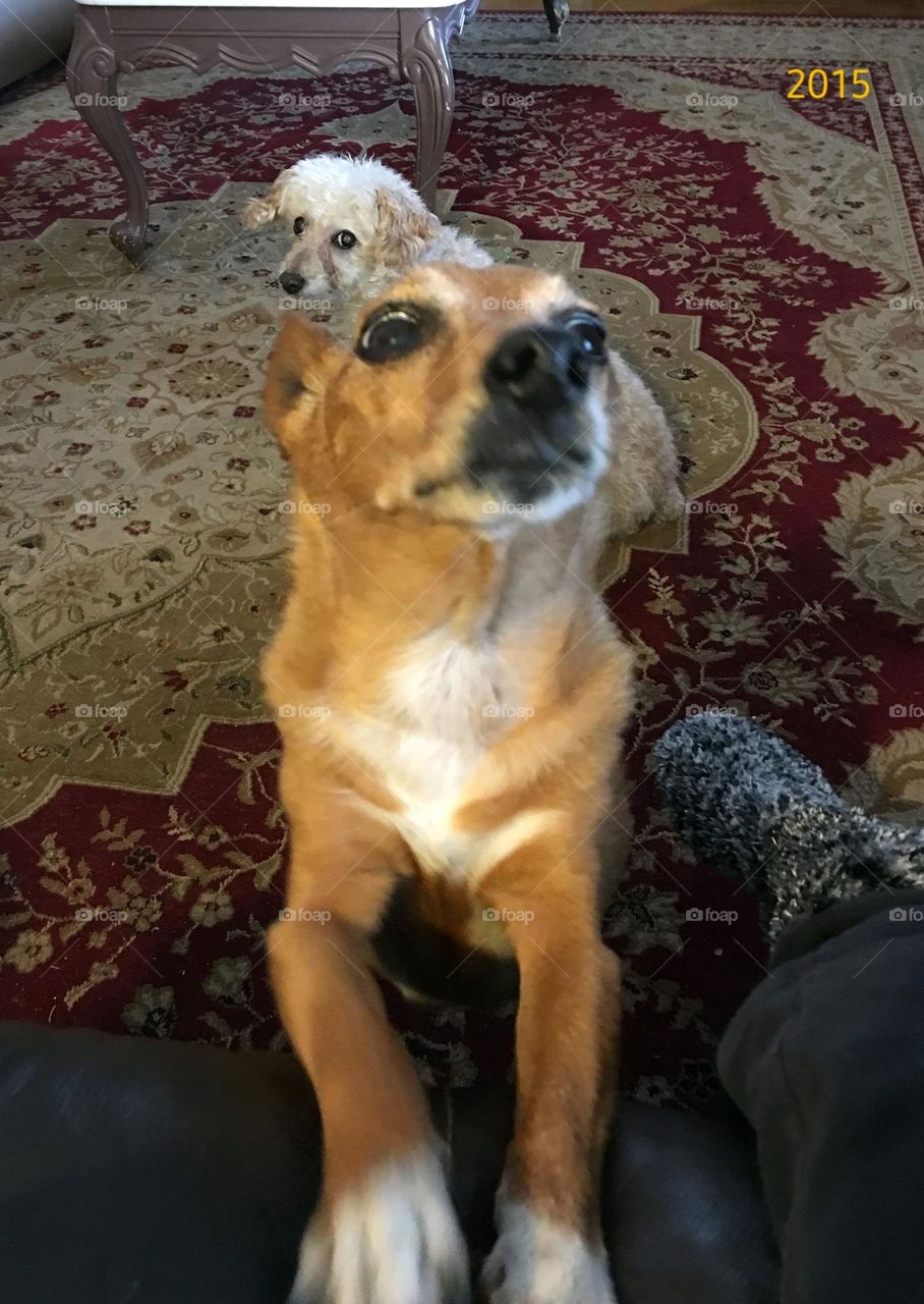 Terrier dog with feet up on couch. Puppy wants attention with another dog photo bombing this pic. Two dogs in photo, one brown & one white were rescues & live in their forever home. We are people who love animals.🐾💕