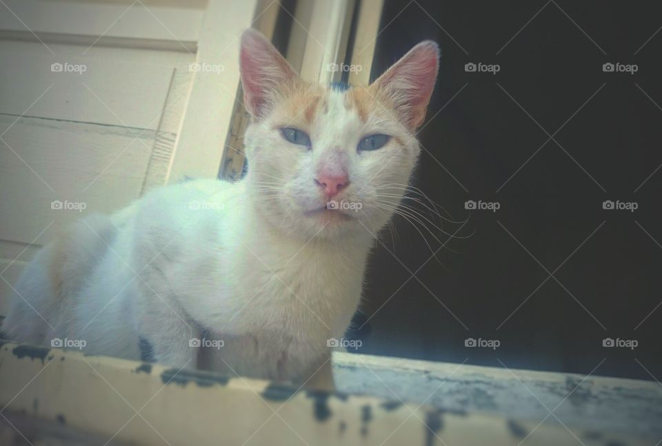 cat having fun playing