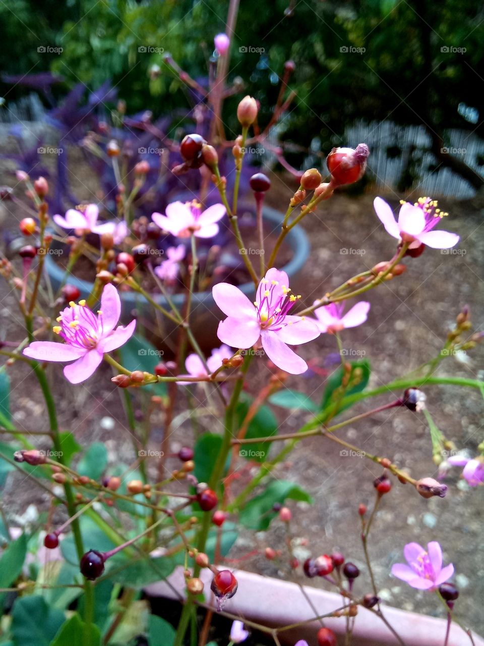 Talinum paniculatum