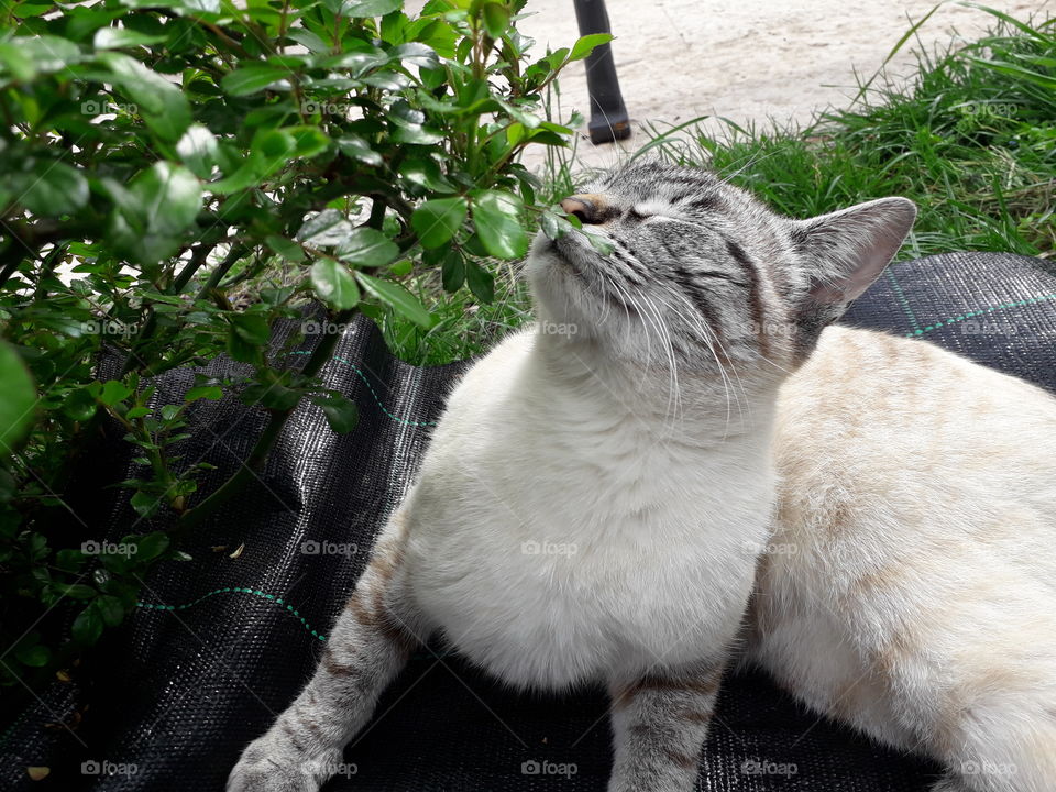 my cat in the garden