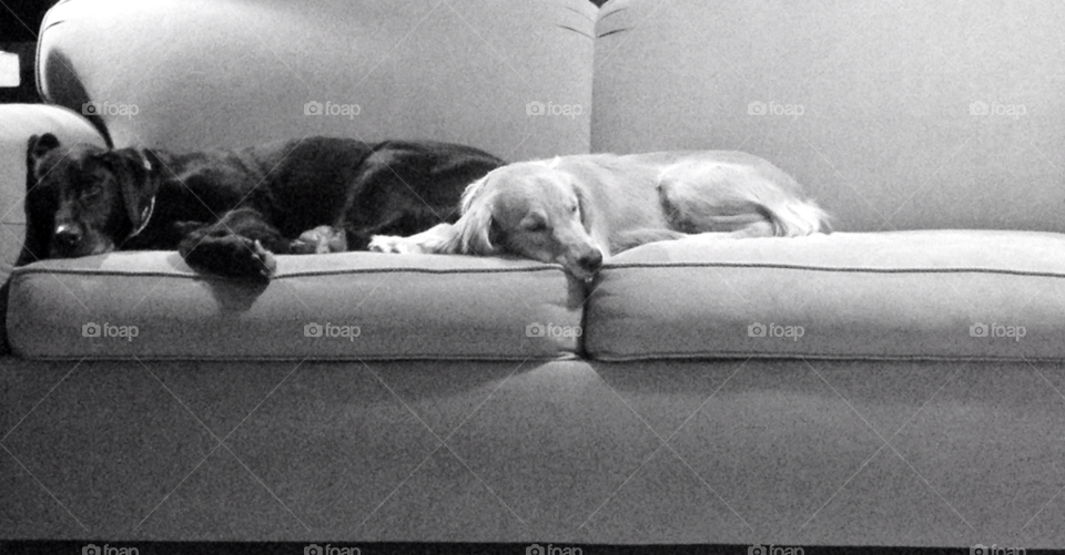 lazy dogs dogs on the couch by balemuffins