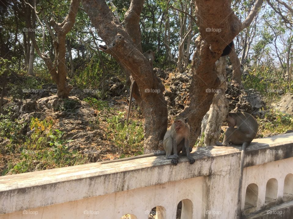 Monkeys outside the cave temple in phetchaburri Thailand ... These ones are not so friendly 