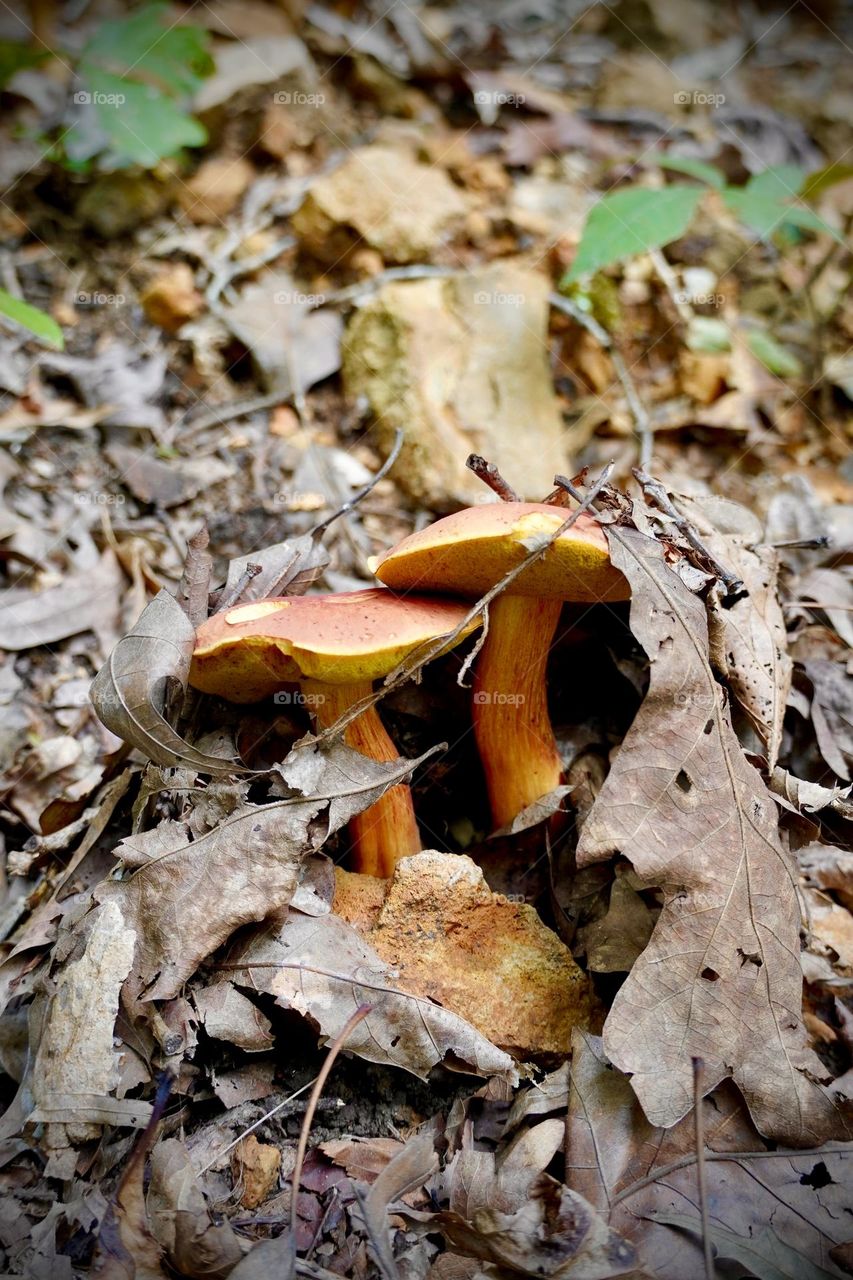 Closeup low angle view of bolete mushroom growing wild