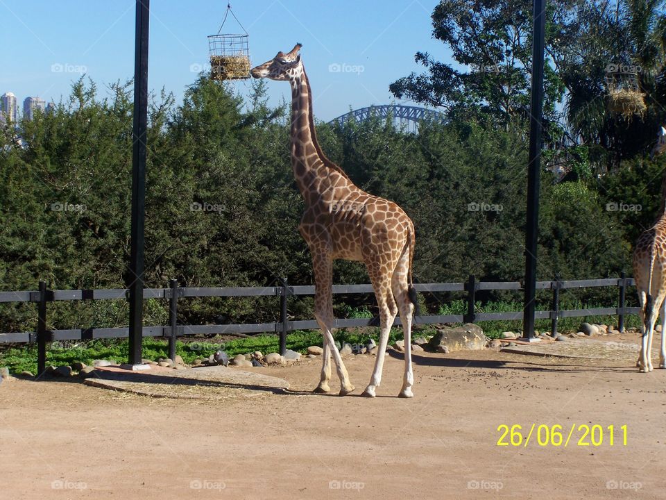The local giraffe