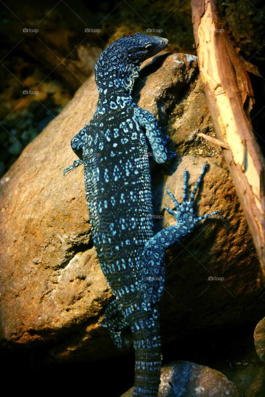 Blue tree monitor