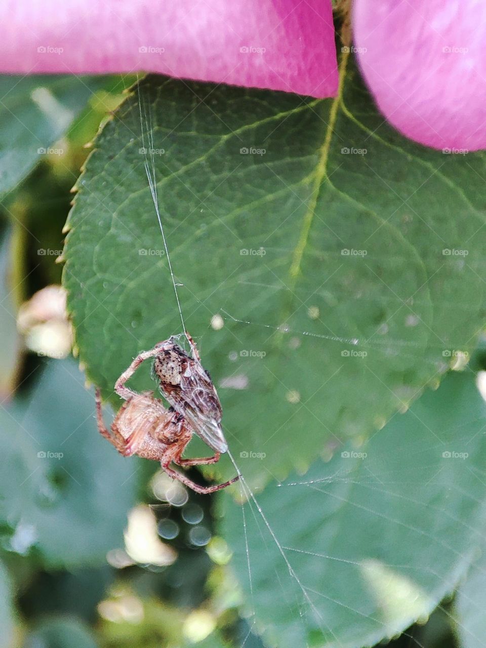 Spider wrapping a fly