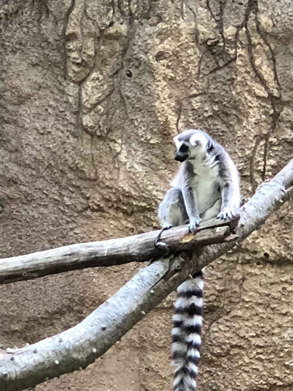 Lemur at the zoo