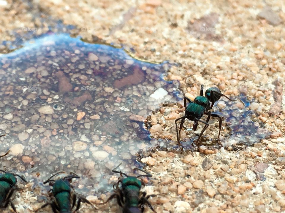 Working ants at pool of honey closeup feeding iridescent
