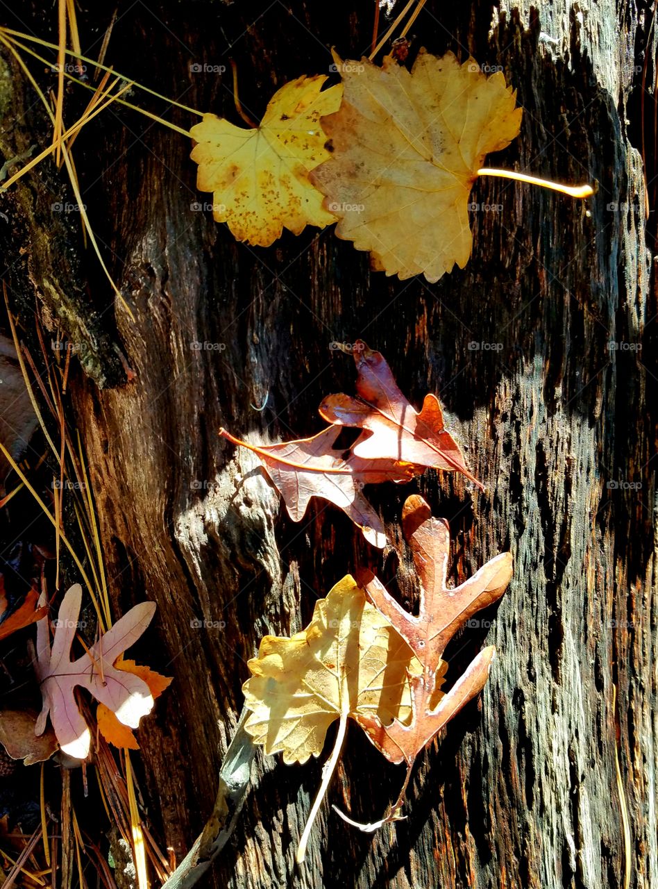 leaves on decaying log.