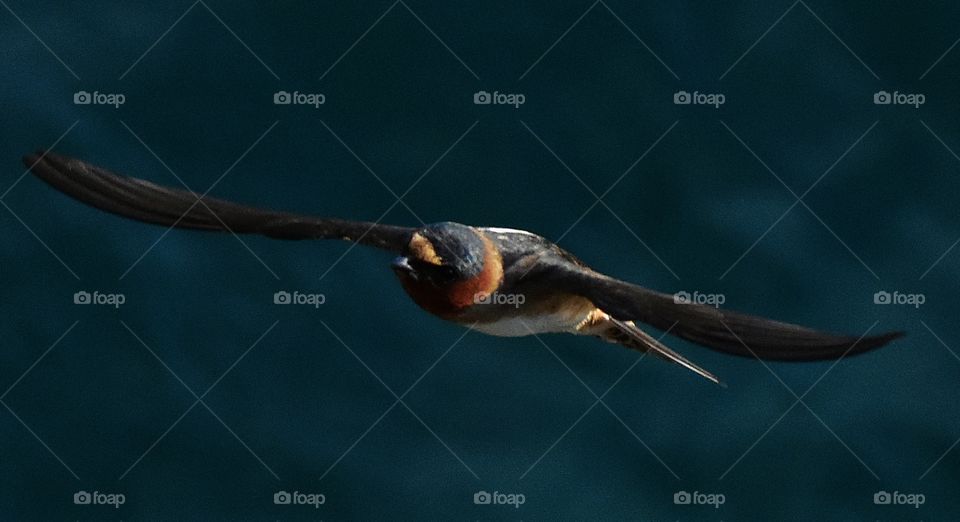 A swallow.